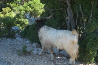 Encuentro con las gacelas sardas.JPG 